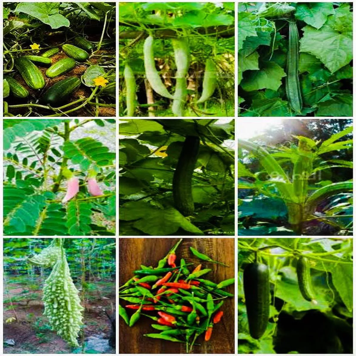 ,ANAVELLARI,PADAVALAM,PEECHINGAKOMBAN VENDA