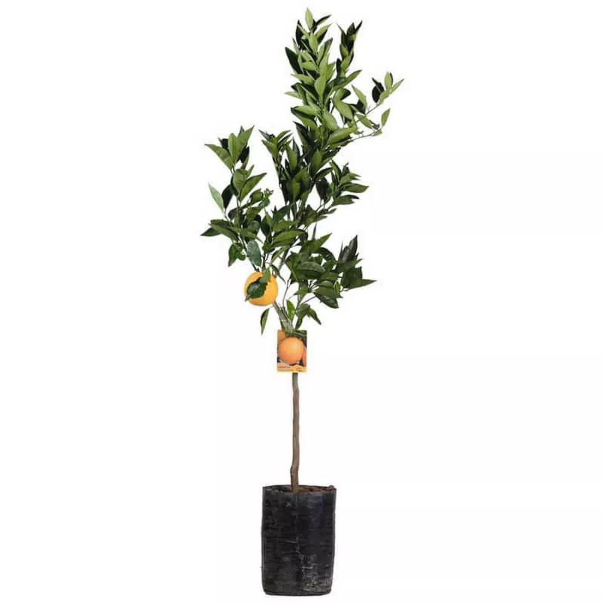Arancio Sanguinello in Fit