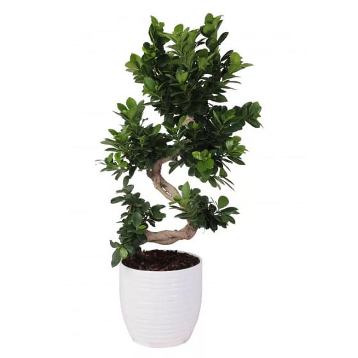 Bonsai Ficus S Shape H70/80cm in Pot 24cm