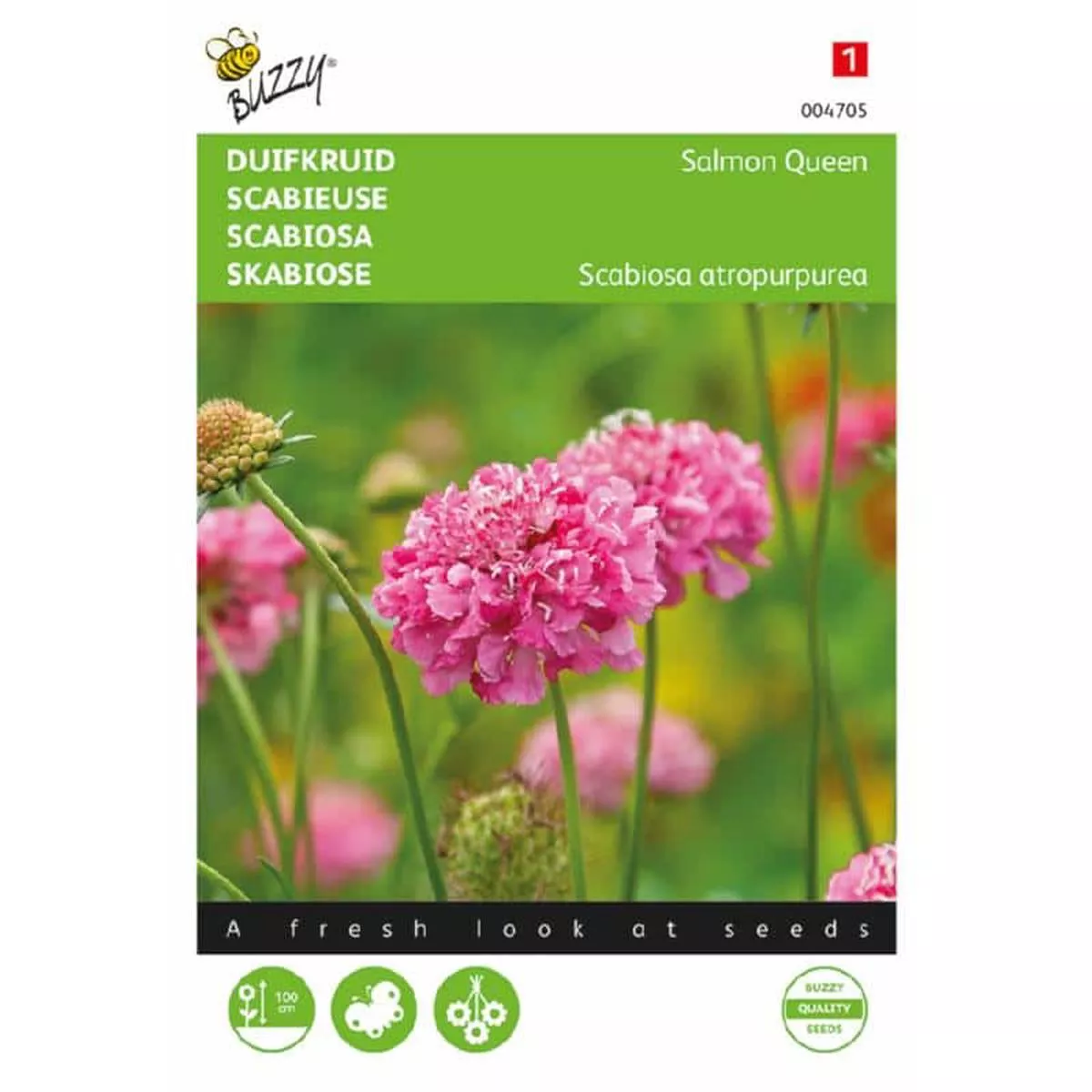 Buzzy Scabiosa, Pigeon Herb Salmon Queen