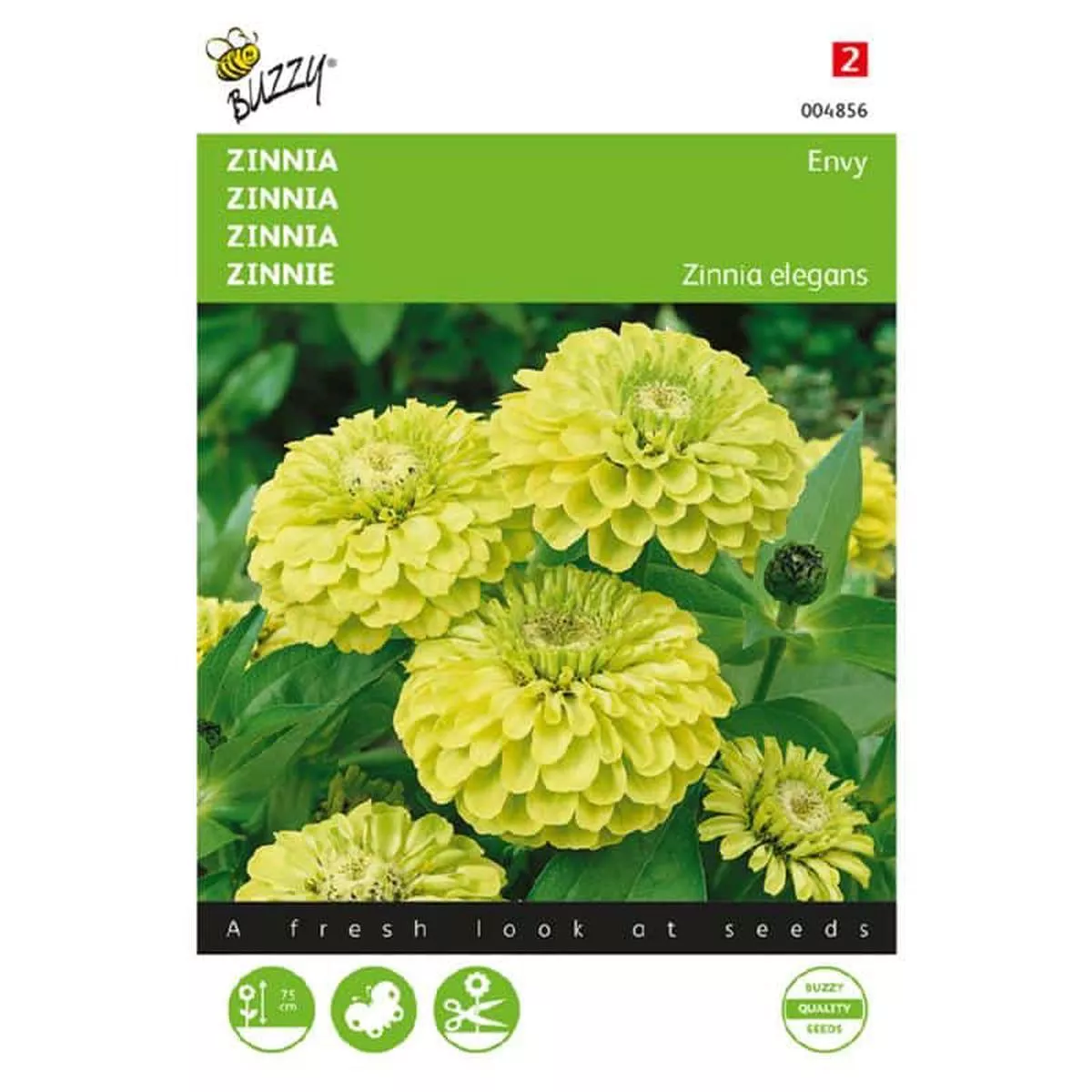 Buzzy Zinnia Envy