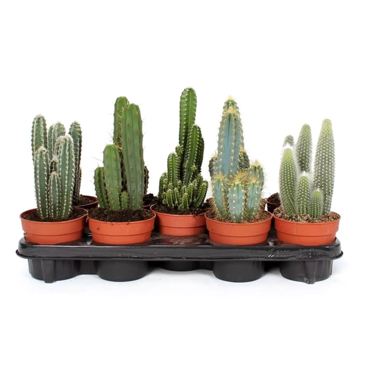 Cactus Zuilen in Pot 12cm