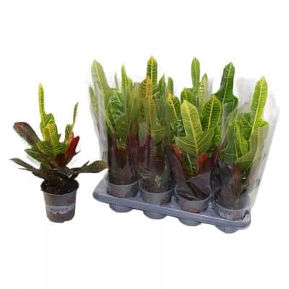 Codiaeum Variegatum Excellent In Pot 13cm