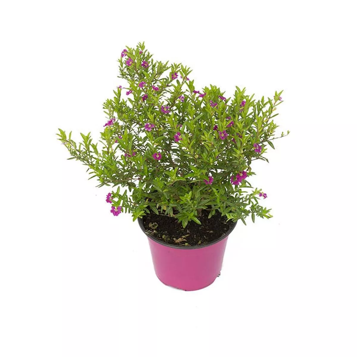 Cuphea in Pot 16cm