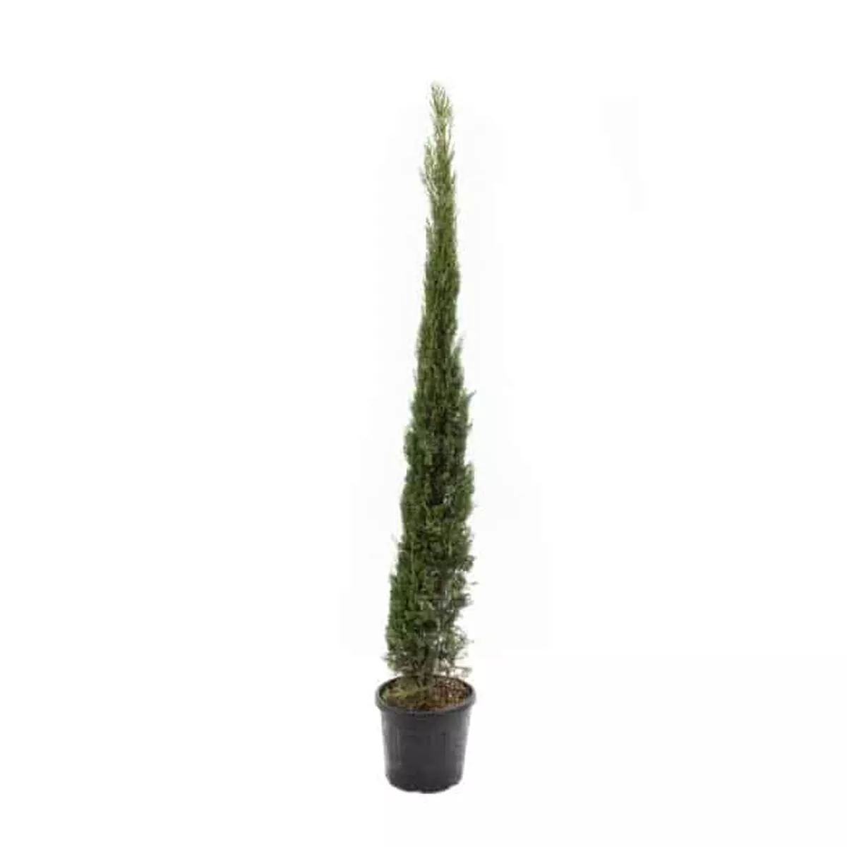 Cupressus Semperv. Pyramidalis Clt. 90 H400cm