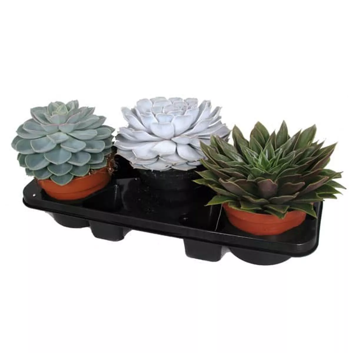 Echeveria mix in Pot 17cm