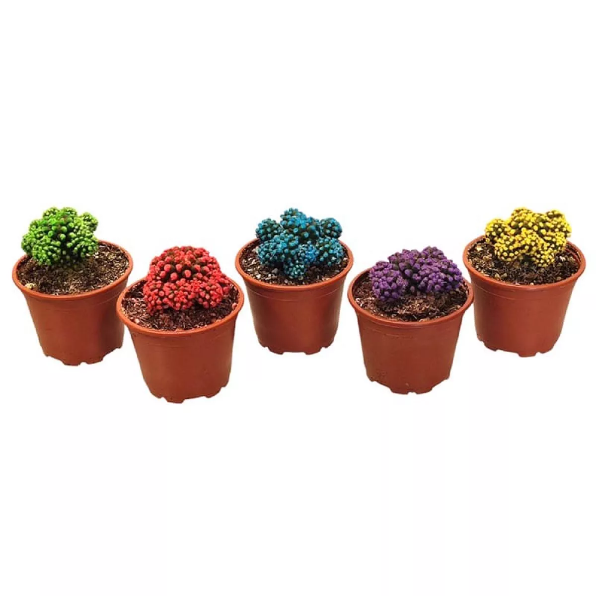 Mammillaria Gracilis Oruga Multicolor In Pot 8.5cm