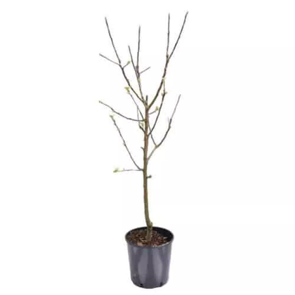 Mandorlo (Almond) Tree