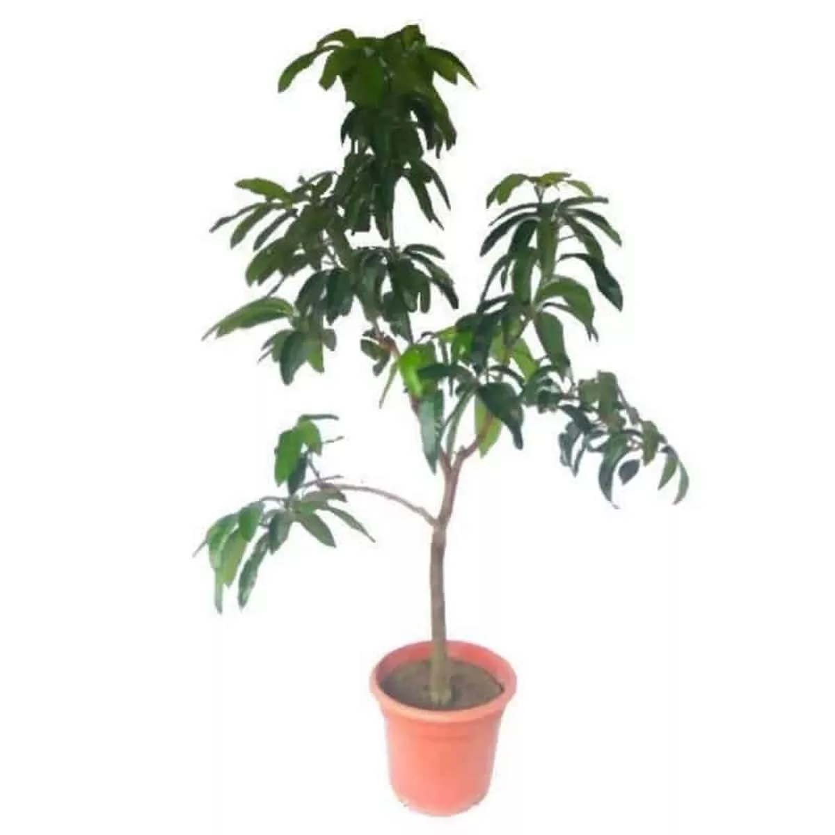 Mangifera (Mango) Indica Clt.15 (32cm)