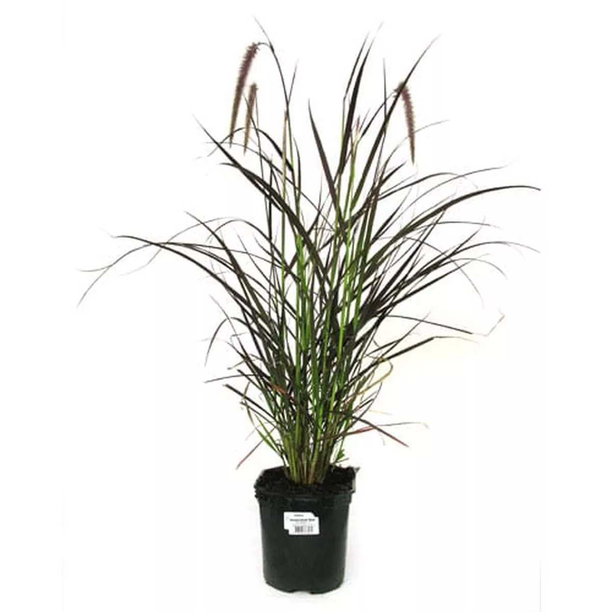 Pennisetum SetaceumRubrum in Pot 17cm