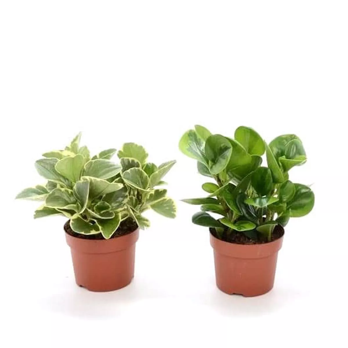 Peperomia Mix in Pot 10cm