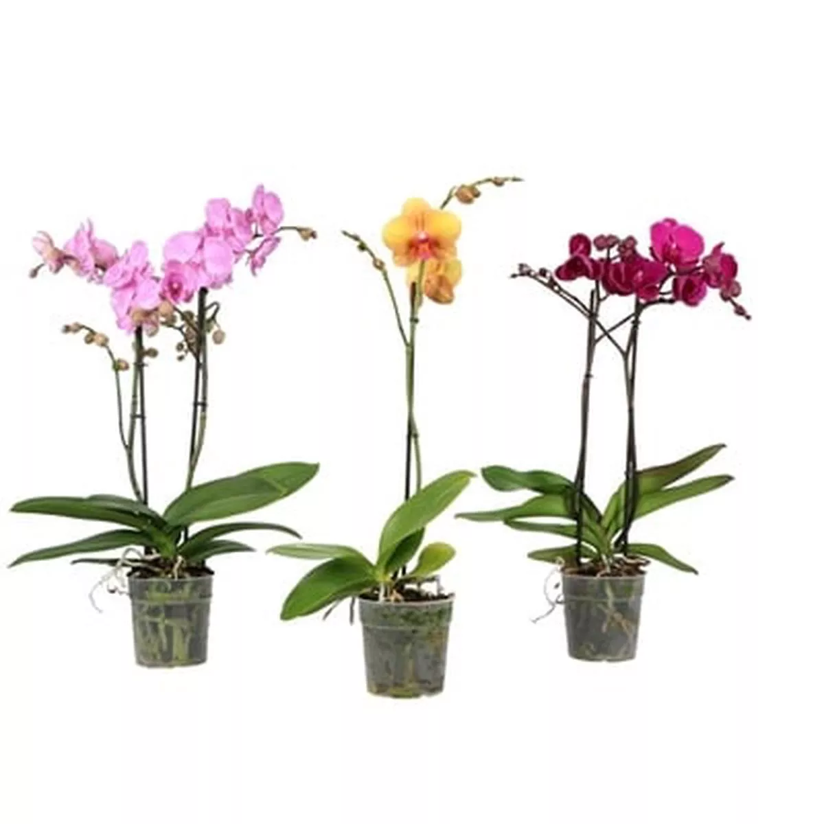 Phalaenopsis Raffaello 2 Stem in Pot 12cm