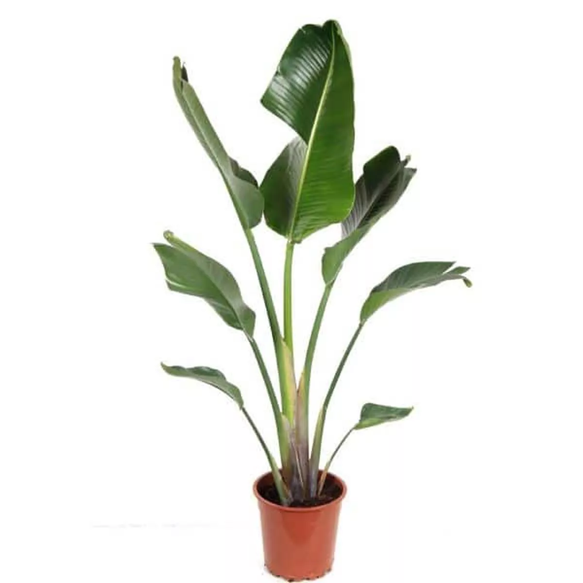 Strelitzia Augusta in Pot 28cm