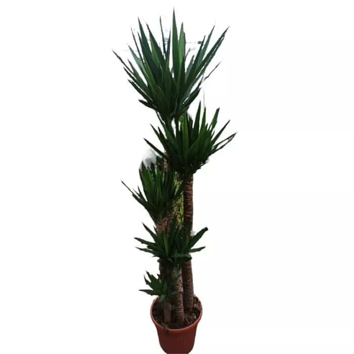 Yucca H150-120-90-60-30 in Pot 30cm