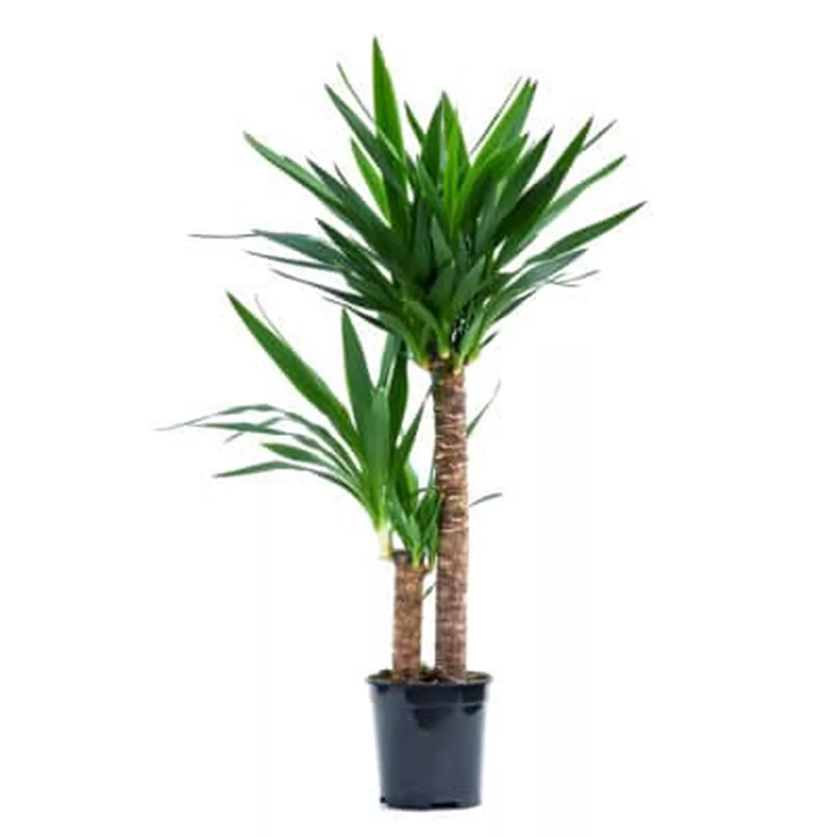 Yucca H45-20cm in Pot 17cm