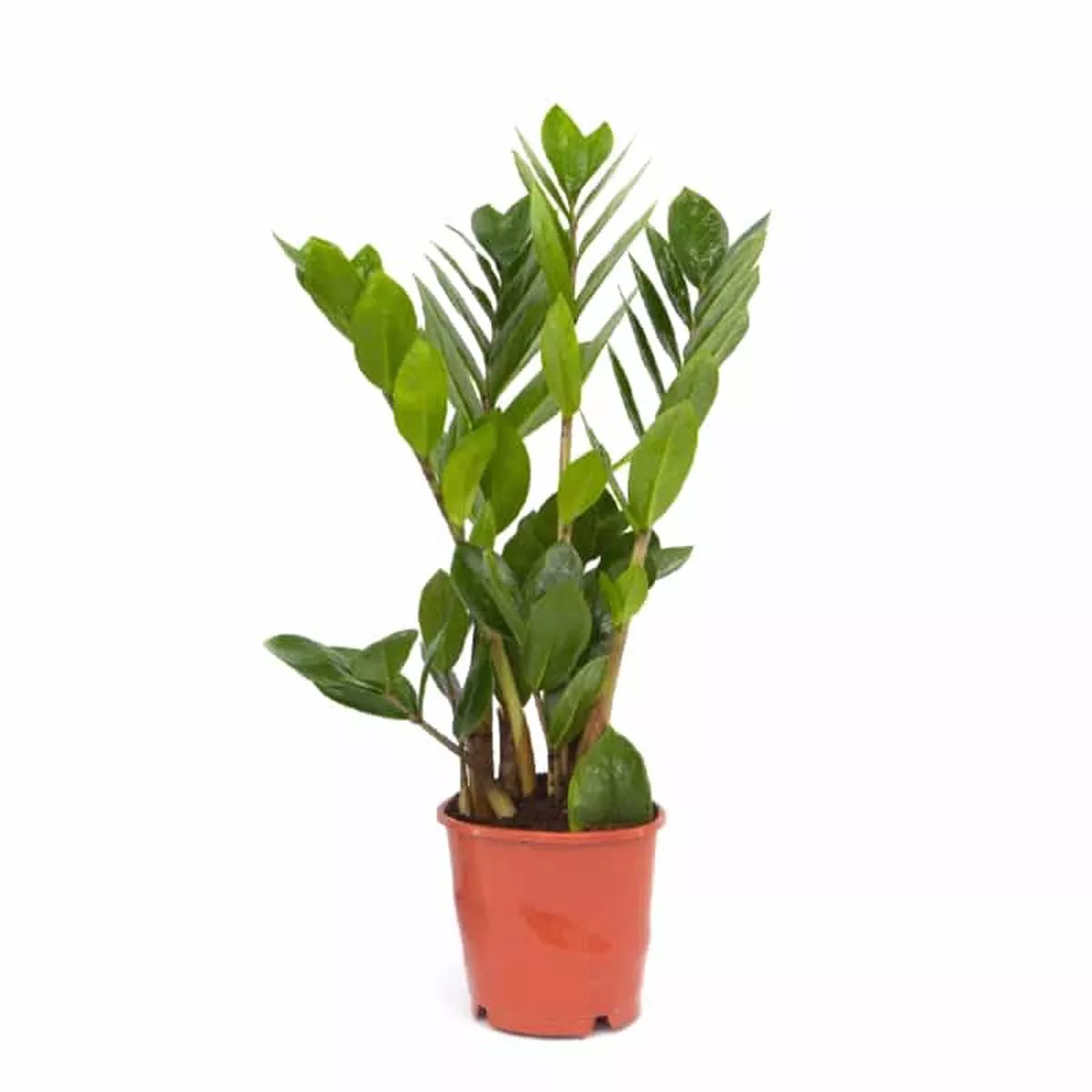 Zamioculcas In Pot 13cm
